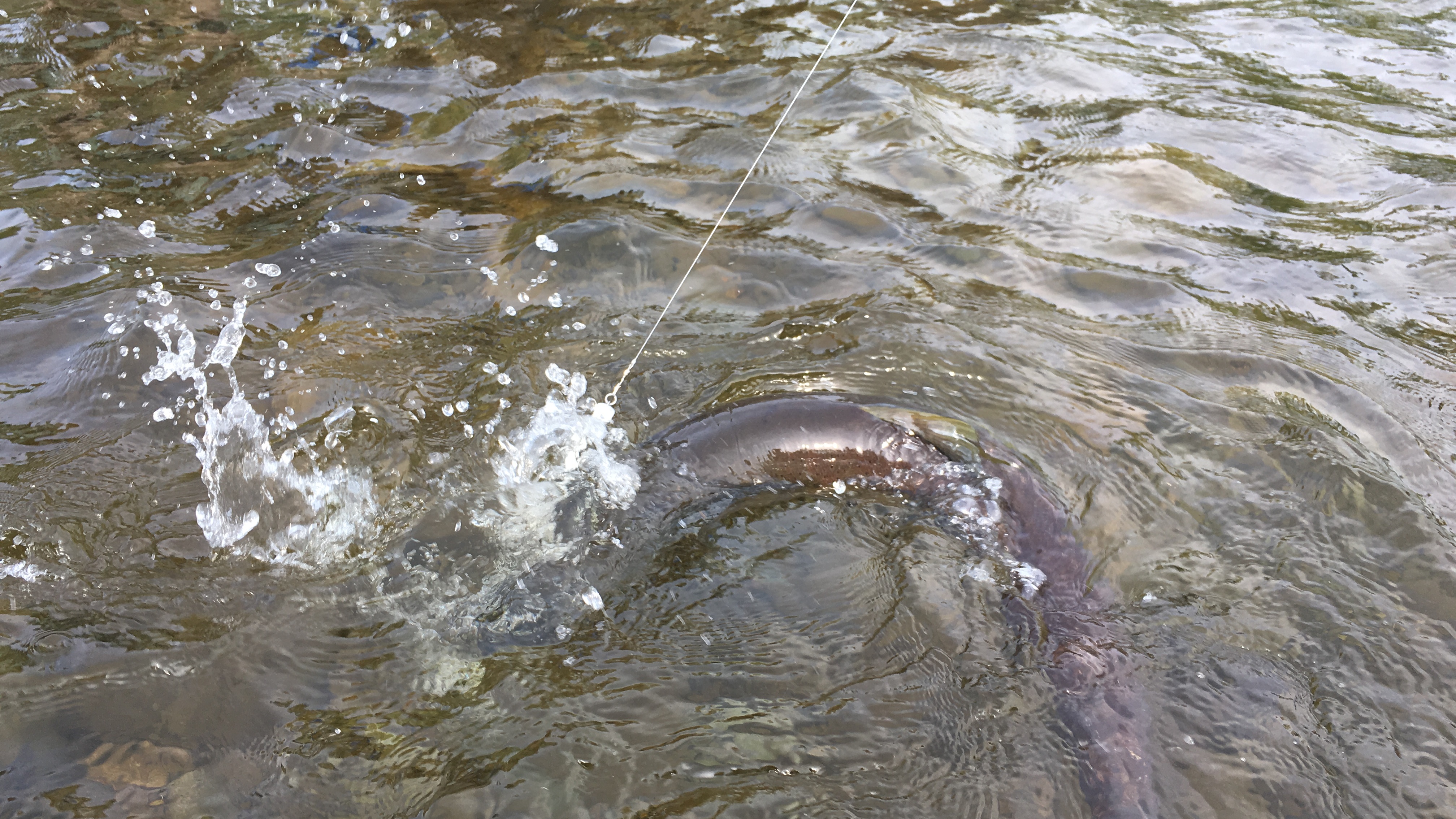 |新手问:钓鱼很好玩吗?钓友道“参悟人生”