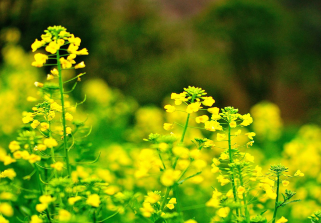 属鸡|2月15日-2月28日，属鸡、猴、牛开运指南，贵人聚集，赚钱不费力