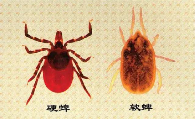 5-11月是蜱虫高发季,它比毒蛇可怕,钻入体内吸血,严重可致命