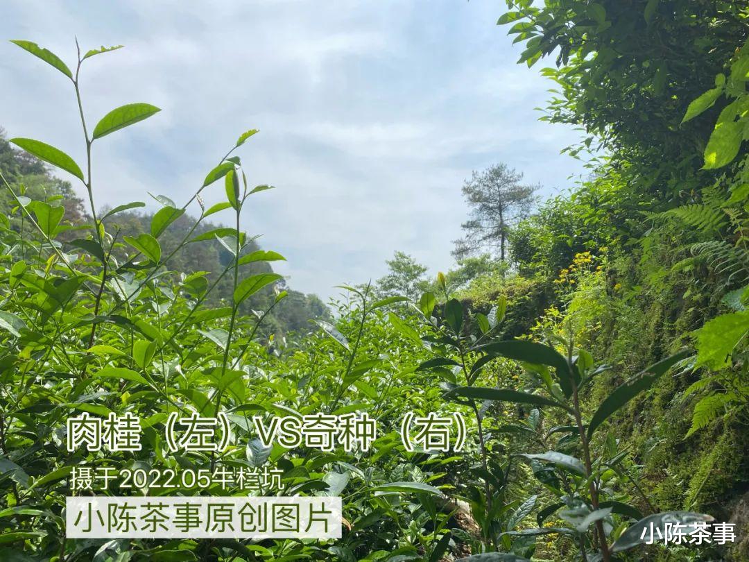 原创|一杯茶汤，引出茶圈万千非议，新茶友弃之如敝，老茶友每天都喝！