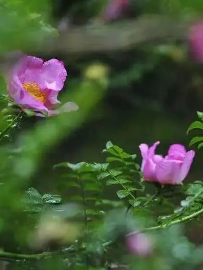 旅游市场|黔南周末游推荐路线四 | S522公路,观云海、看日出、骑马、露营和烧烤