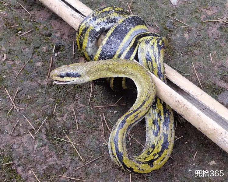 |男子在户外钓鱼太入神,菜花蛇直接爬到他的脚边,网友:虚惊一场