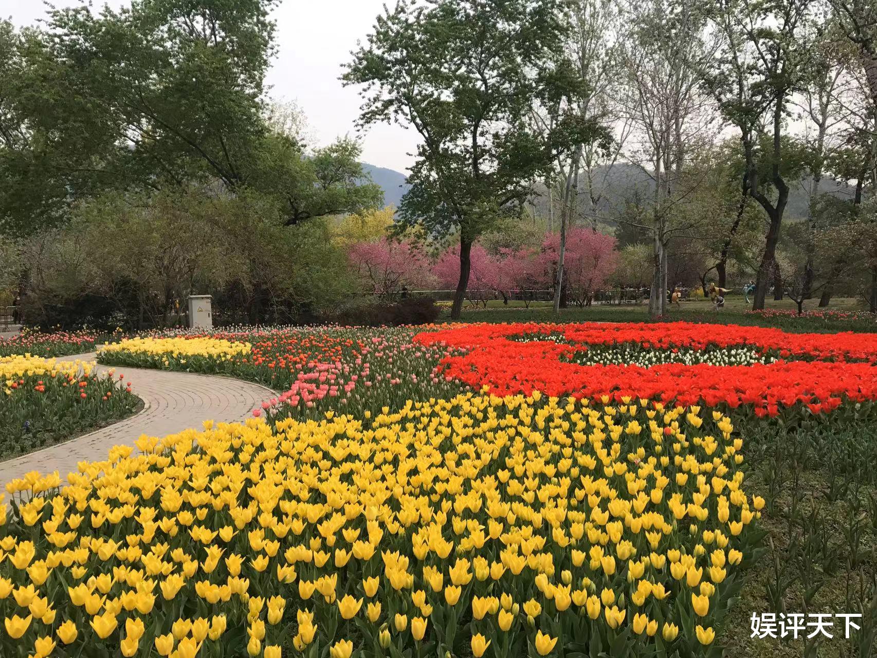 四川省|京城踏青，春花烂漫：北京春天赏花攻略之郁金香篇（亲测、实用）