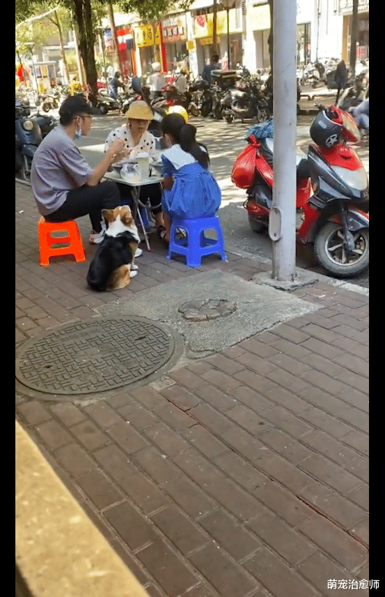狗狗每天都去牛杂店蹭吃蹭喝，主人只好在它身上贴纸条：我减肥！