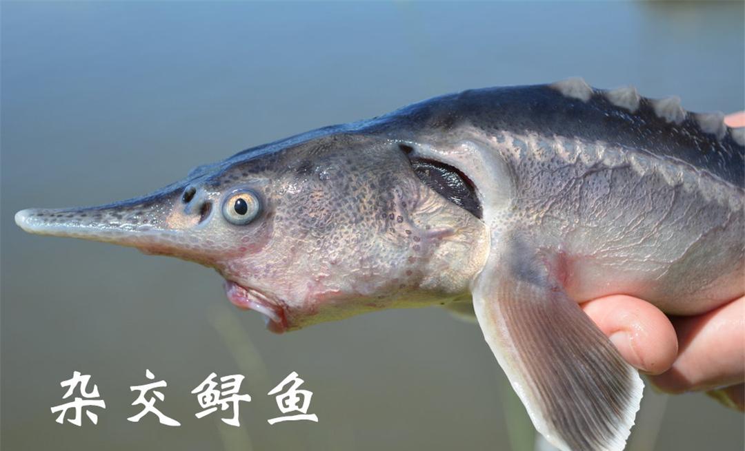 俄罗斯鲟和美国匙吻鲟杂交出了“狮虎鱼”,生物学家:不敢相信
