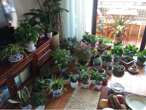 媳妇装新房,卫生间砌“半墙”,阳台成“绿森林”,被邻居赞爆了