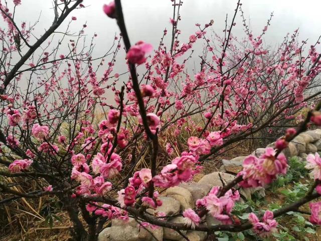|梅花陆续开放!九江4处赏花地别错过