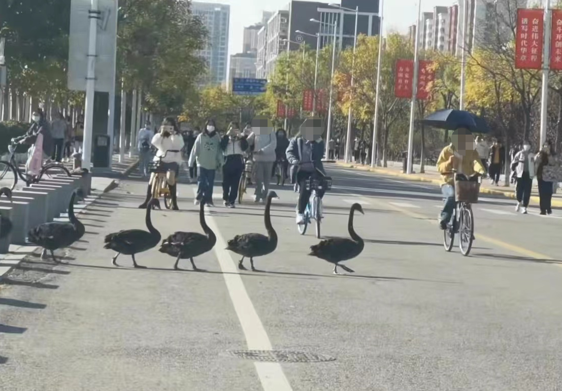 ?高校7只黑天鹅排队过马路，遇见行人止步礼让！
