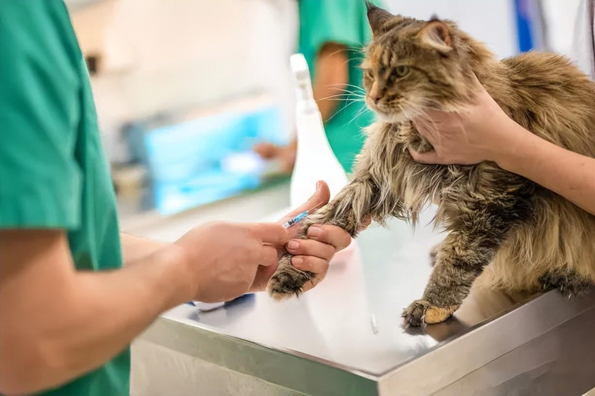 新手养猫指南｜新手养猫需要做哪些准备