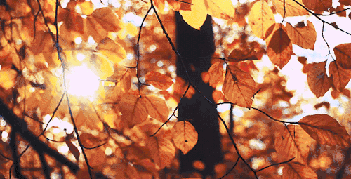 小红书|枫红了！广西标志性赏枫秘境，又到最佳观赏期！|广西旅游年卡