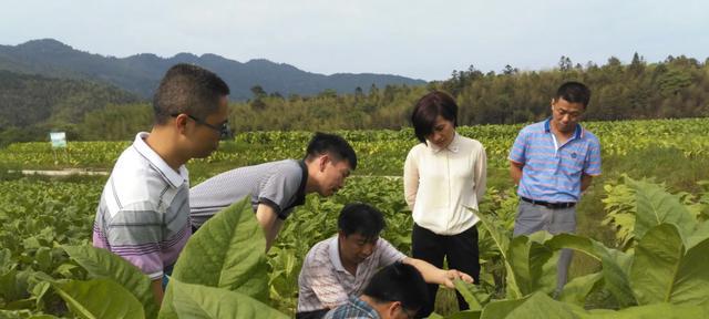 招聘|安徽省烟草专卖局开始招聘，包括财务物流等岗位，多个专业可报考