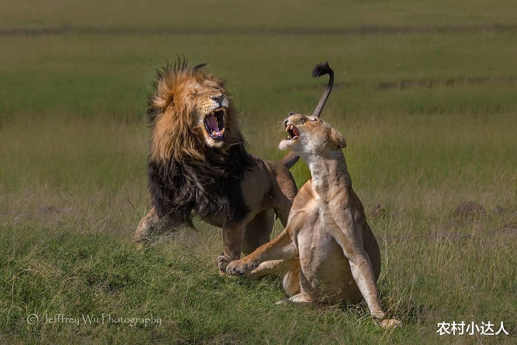 雌狮与狮王交配后，敢挑战狮王的权威，背后到底是什么原因？