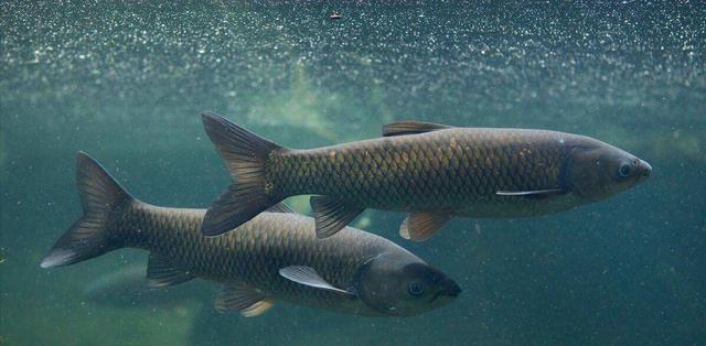 四川省|四川男子罕见钓获“金甲鲤鱼”，不知该如何处置，网友：放葱姜蒜