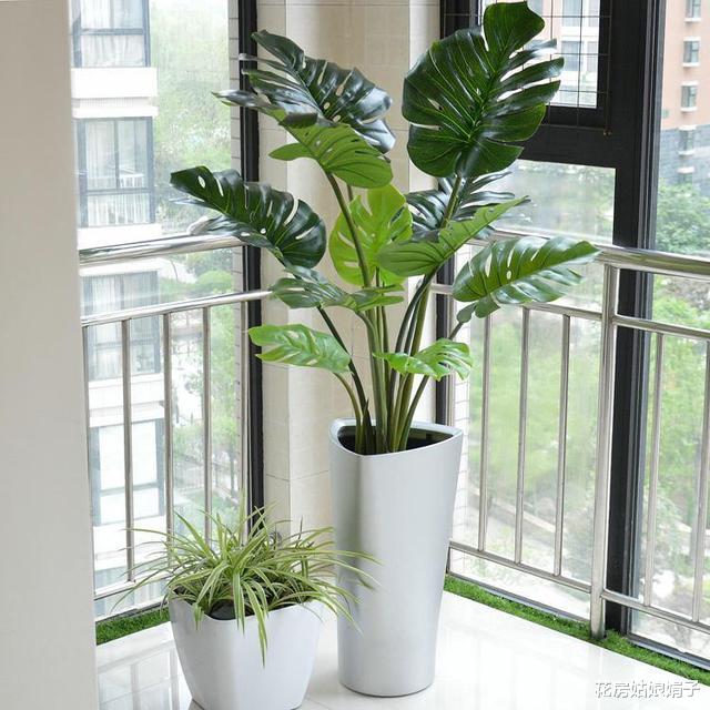 客厅里养花，尽量不要选这4种，控制不住株型，会越长越难看