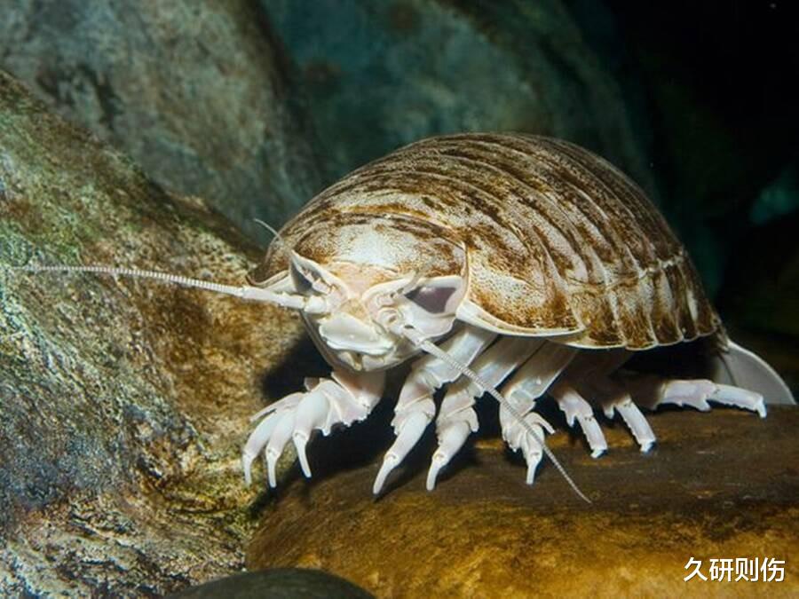 巨型尺寸的深海怪物,长得像外星生物,不吃不喝最长可以存活5年