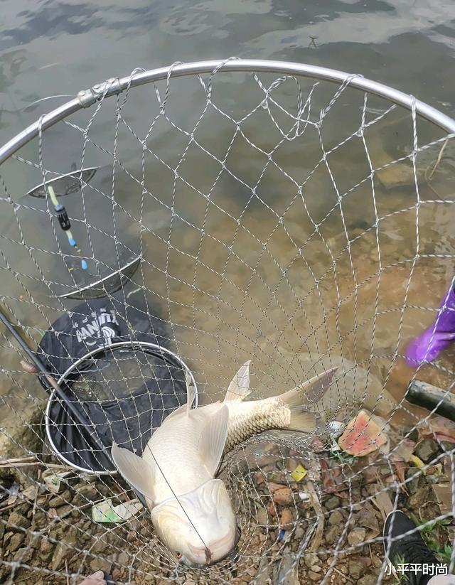 珠江|男子珠江里钓起“怪鱼”，越看越恶心，网友：不影响口感