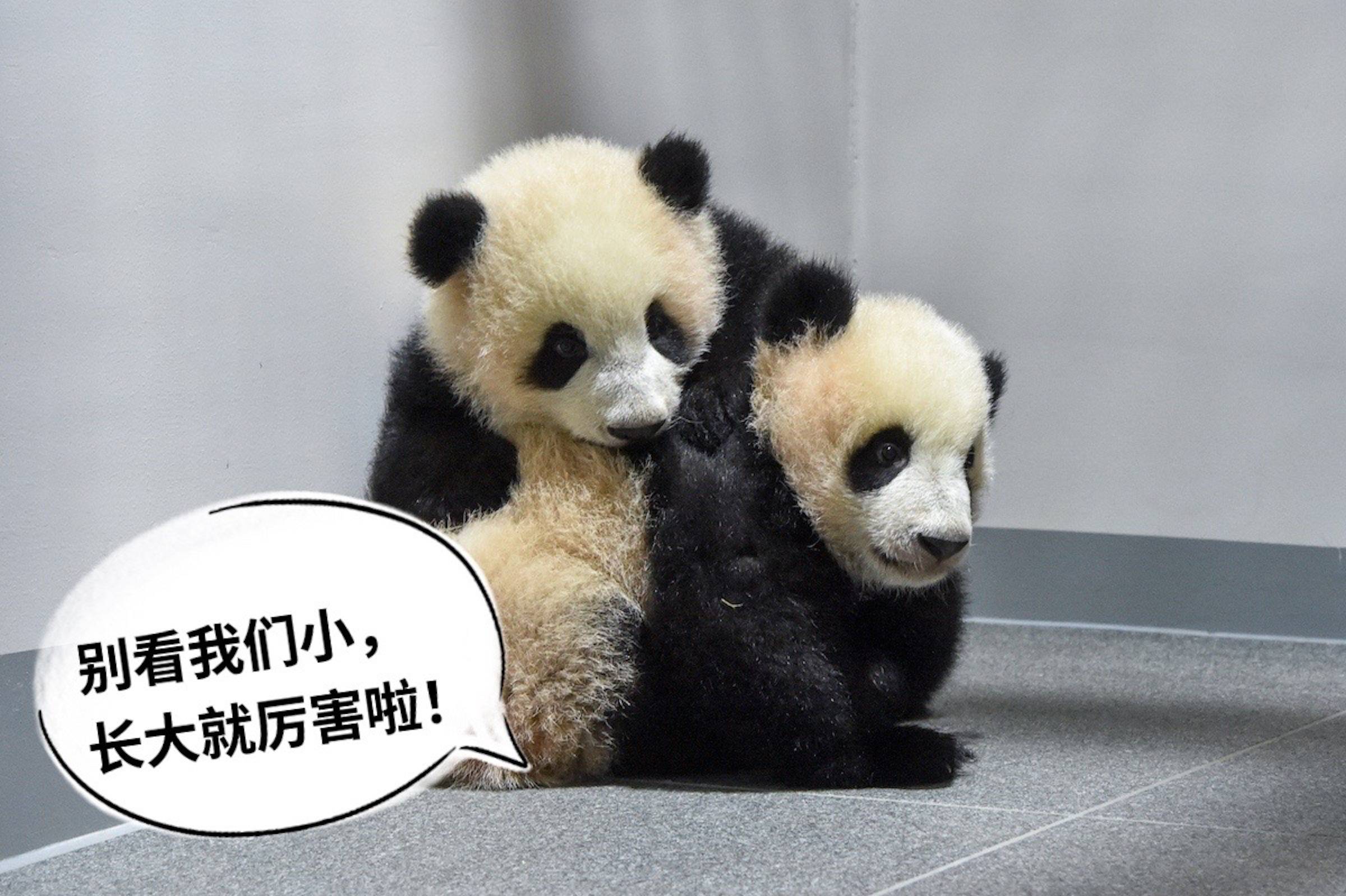 冰墩墩|北京冬奥会丨“冰墩墩”是“叠buff”般的存在？对外国人更是如此！