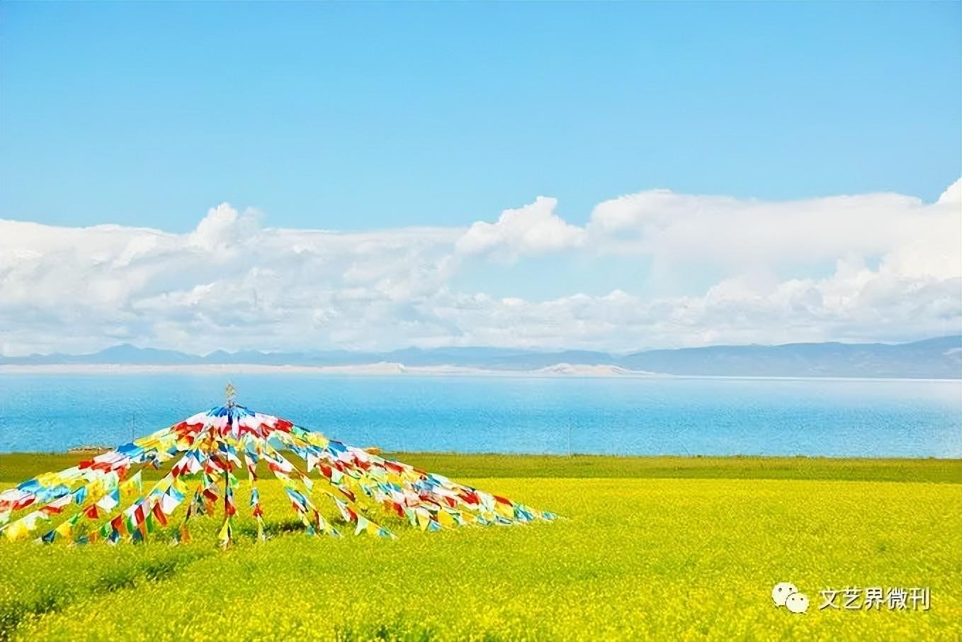 门源油菜花|郭进拴|门源油菜花