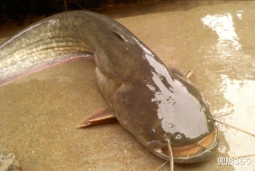 深水区|广东一男子野钓爆护,发到朋友圈却遭众人不屑,到底是怎么回事?