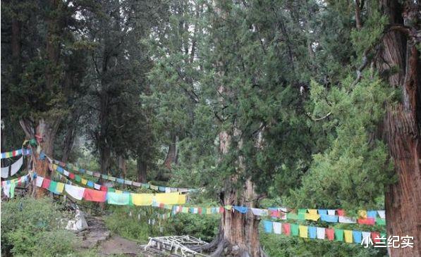 银杏树|世界最“牛”的两棵树在中国,一棵惊艳了中国,一棵征服了全世界