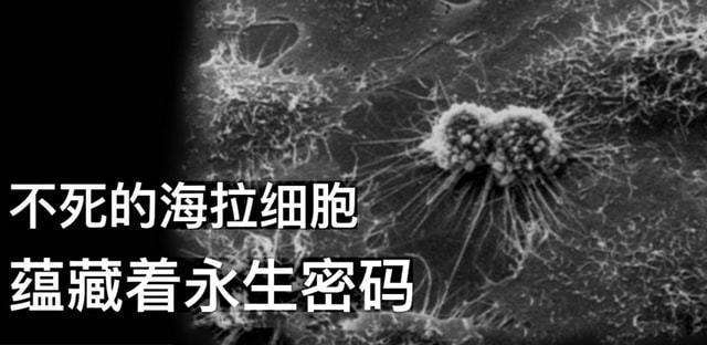 我们有望实现永生?科学家找到了能无限分裂的细胞,已有5000万吨