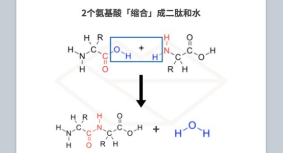 抗衰老 抗衰老的护肤成分有哪些