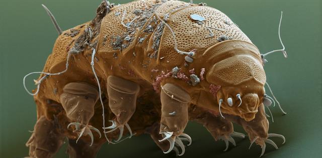 太空|水熊虫的弱点在哪里?看似杀不死的水熊虫,其实也很脆弱