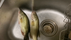 成都|有人故意放生美国黑鲈？成都小河惊现许多黑鲈，钓友钓了几十条