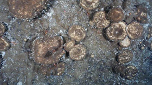 一群躲在北极海底300年的“特殊”动物，没有食物，只能吃动物化石