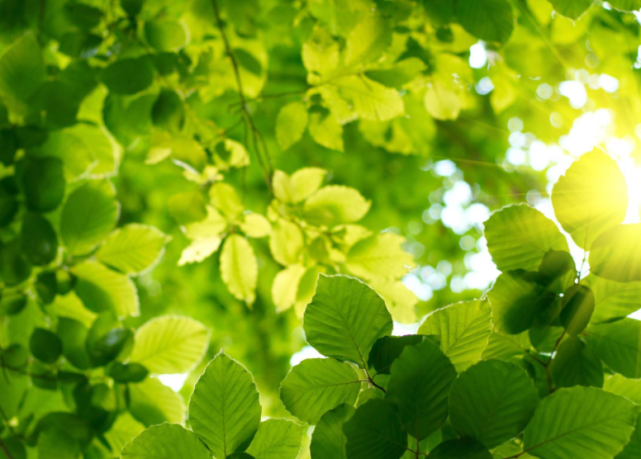 属龙|惹不起！属龙、鸡、羊，2022年好运不减，人旺财旺，赚盆钵满满