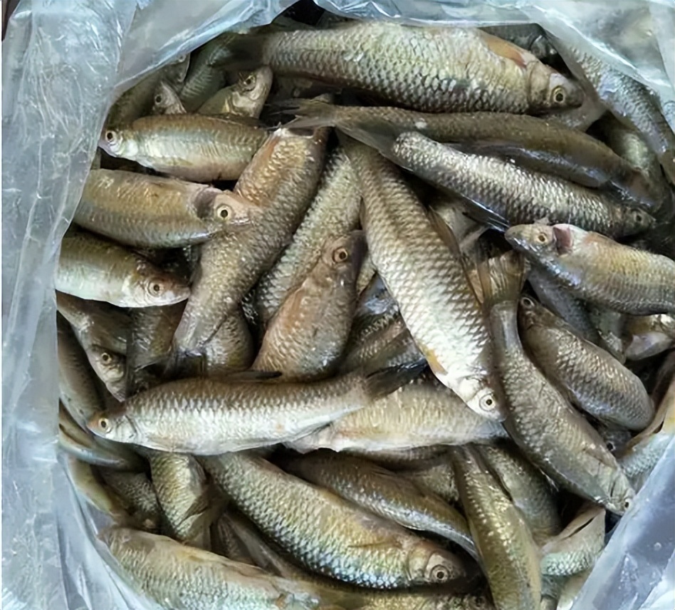 |被称为“鱼族敢死队”的麦穗鱼,常被钓鱼人嫌弃,但价值不菲