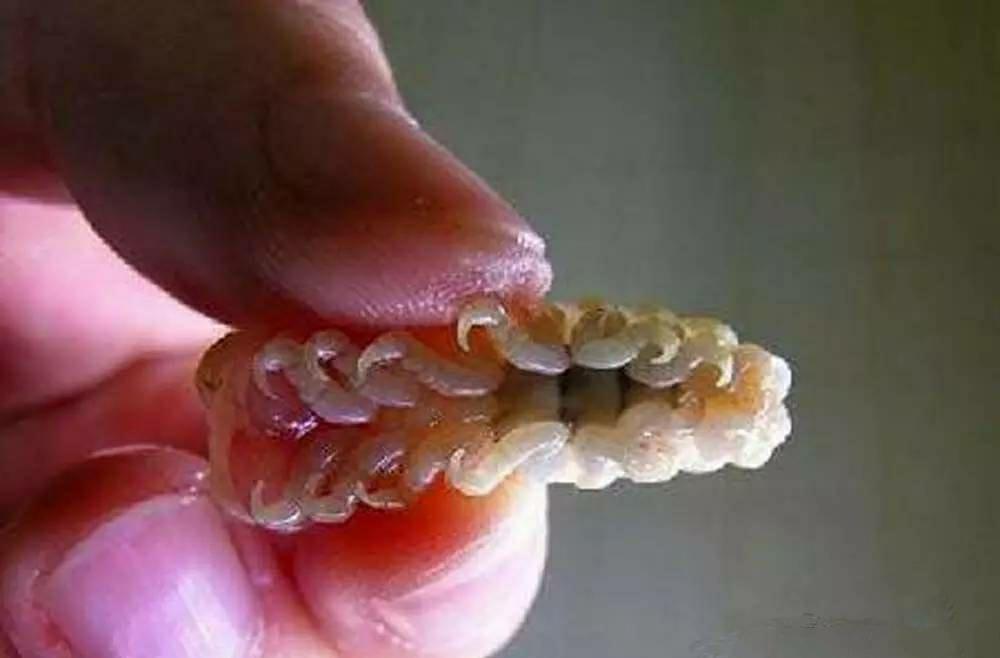 可怕的寄生方式:食舌虫会吃掉鱼的舌头,然后取而代之