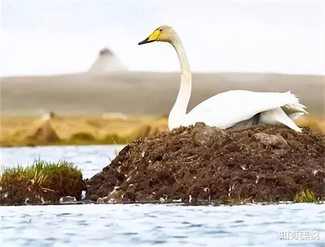 黑龙江|国内值得去的六大沼泽湿地,每个都美得与众不同,你去过几个呢?