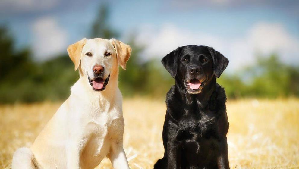 江苏男子救出待宰警犬,一年后儿子被人贩子掳走,警犬千里将其救回