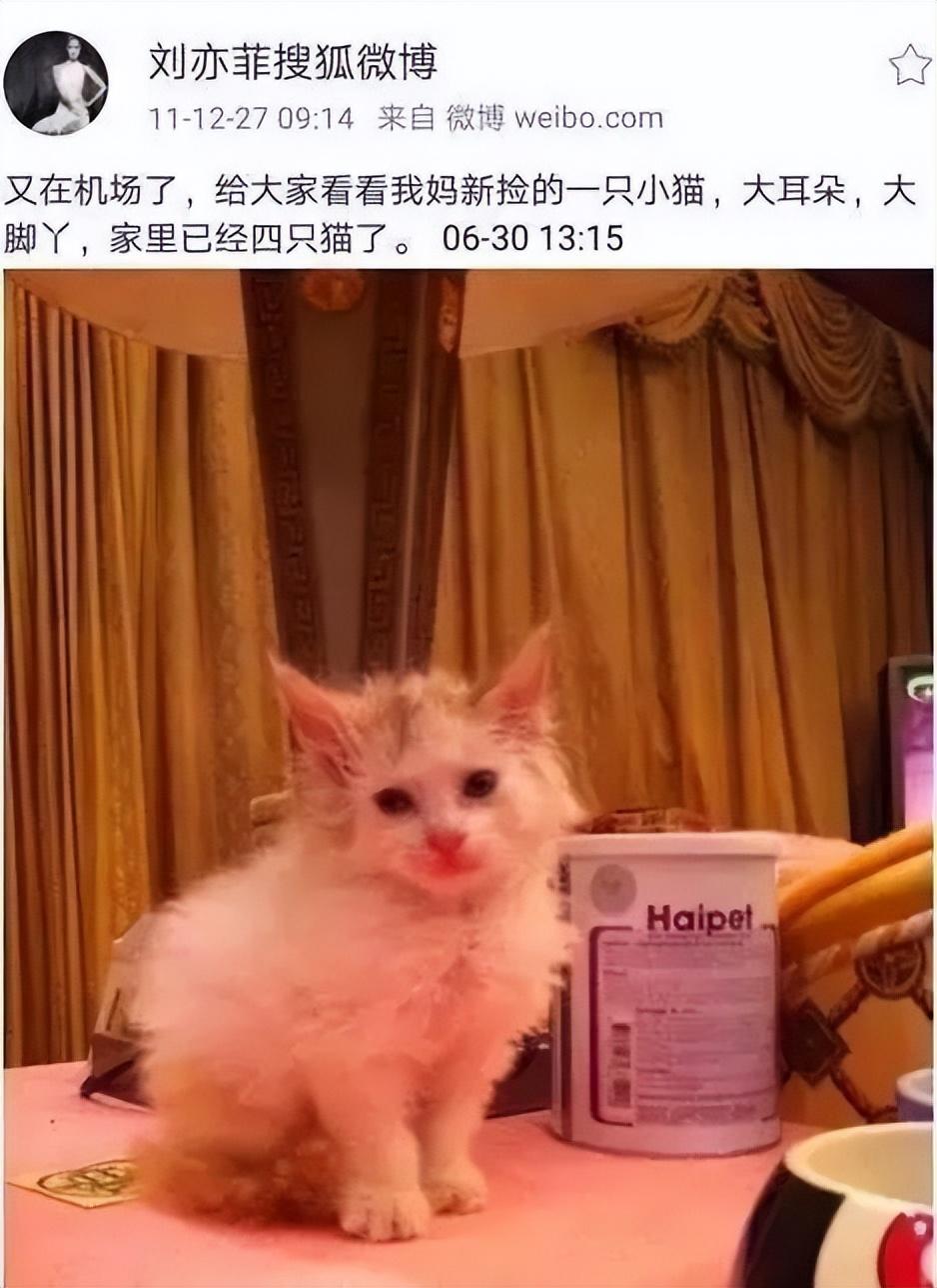 刘亦菲|神仙姐姐刘亦菲捡了11年流浪猫,如今她的千万豪宅里养了50只猫