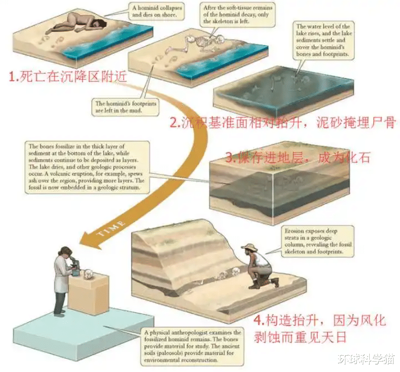 青蛙交配时死亡,化石4500万年后被人类围观,研究:交配时淹死的