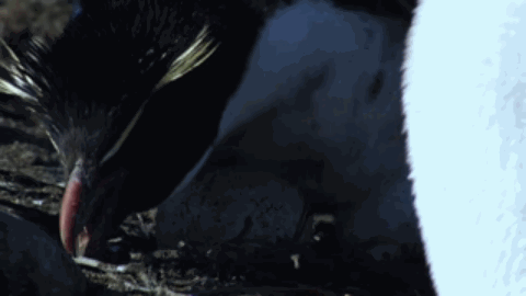 间谍|人类混入企鹅群后,被原配暴打,被渣男抛弃,网友:这个导演不是人