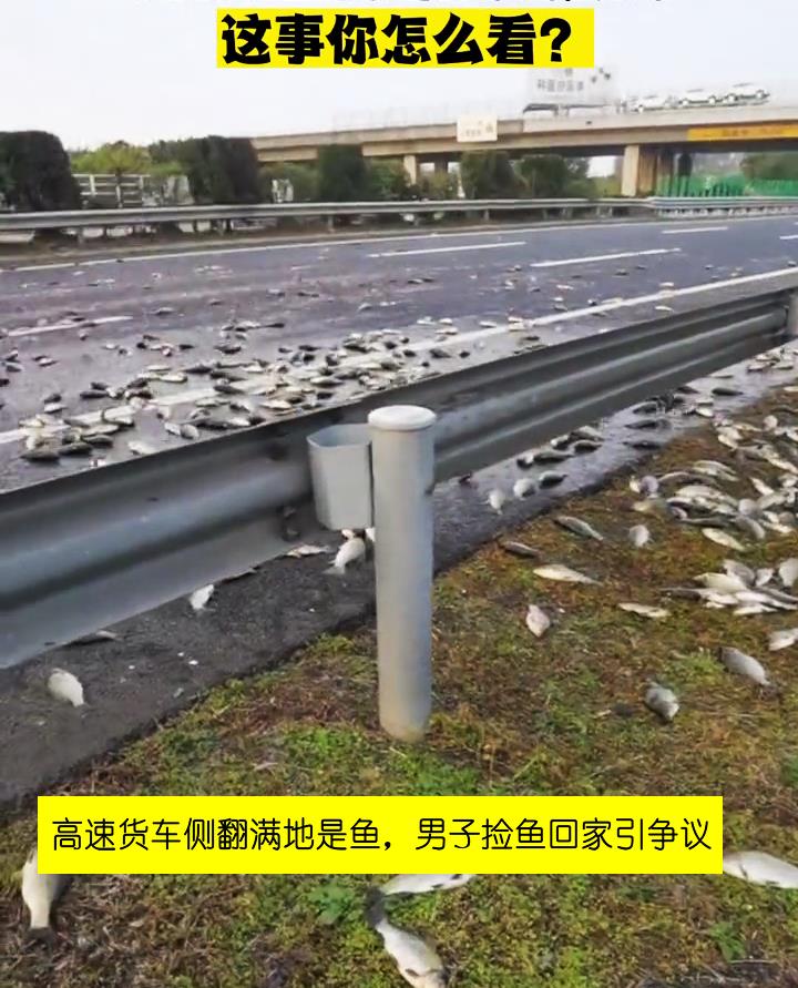 运鱼车翻了,草地上都是“大板鲫”,男子捡鱼回家遭吐槽