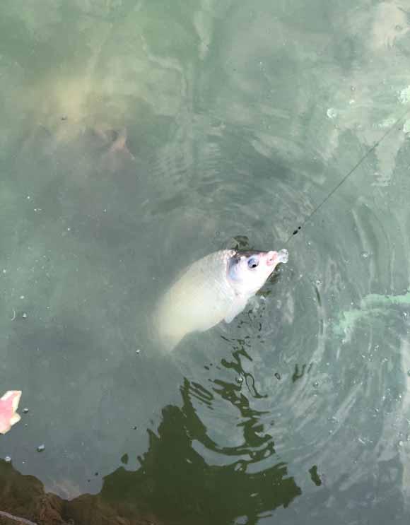 鲫鱼|浅谈冬季野钓风浪天，选钓位有讲究，调漂需留意