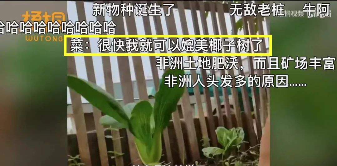 男子把“上海青”种成“万年青”！一棵菜传三代，网友评论亮了！