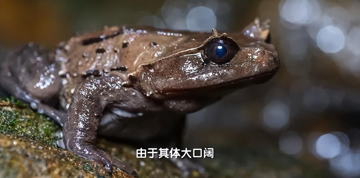 广西九万山发现“吞蛇蛙”，性情凶猛，敢吃烙铁头毒蛇？