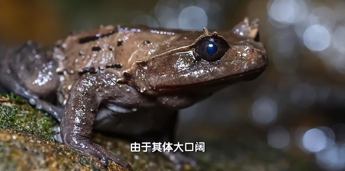 广西九万山发现“吞蛇蛙”,性情凶猛,敢吃烙铁头毒蛇?