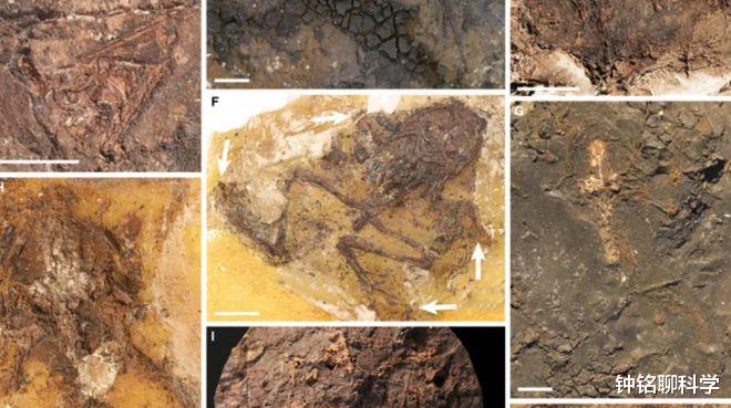 交配之后变化石?4500万年前上百只青蛙离奇死亡,专家:或因交配