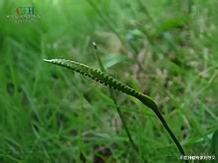 抗癌|分享抗癌中药——一支箭,沟边草地随处可见,清热解毒功效佳