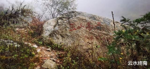 松鼠|为了看云海，爬了个寂寞的山，一路上看到的松鼠比人多