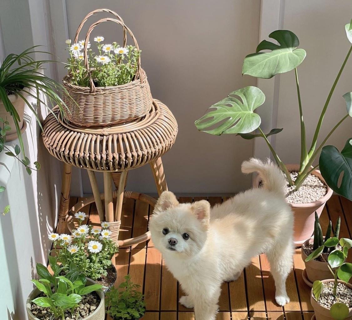 韩国夫妇的家,简单精致,网友:把家布置成这样,住多久都不会腻