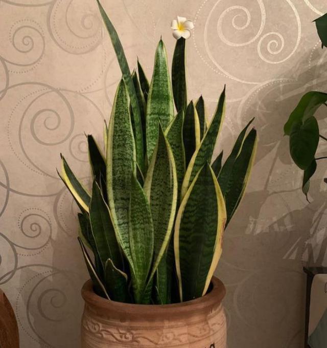 卫生间、浴室异味大咋办?别再喷洒香水遮掩,放上它们就够了