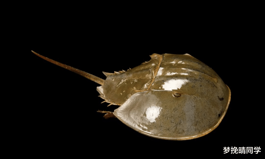 这种生物的蓝色血液,是生产新冠疫苗的关键?