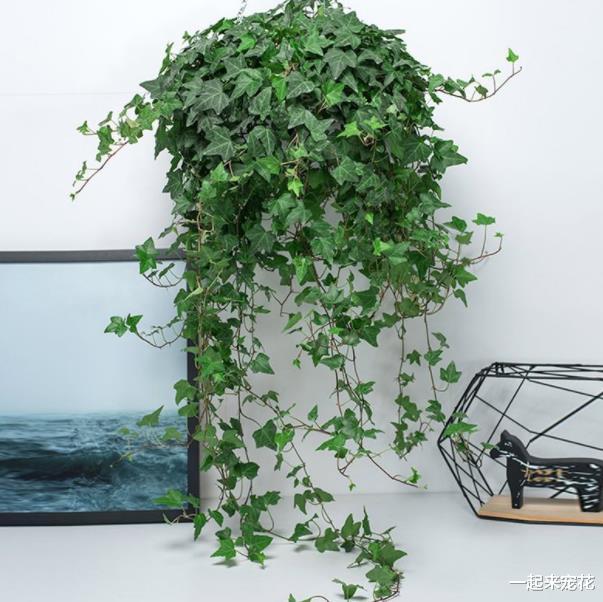 卧室摆上5种漂亮花,改善空气有助睡眠,一次养10盆也不嫌多