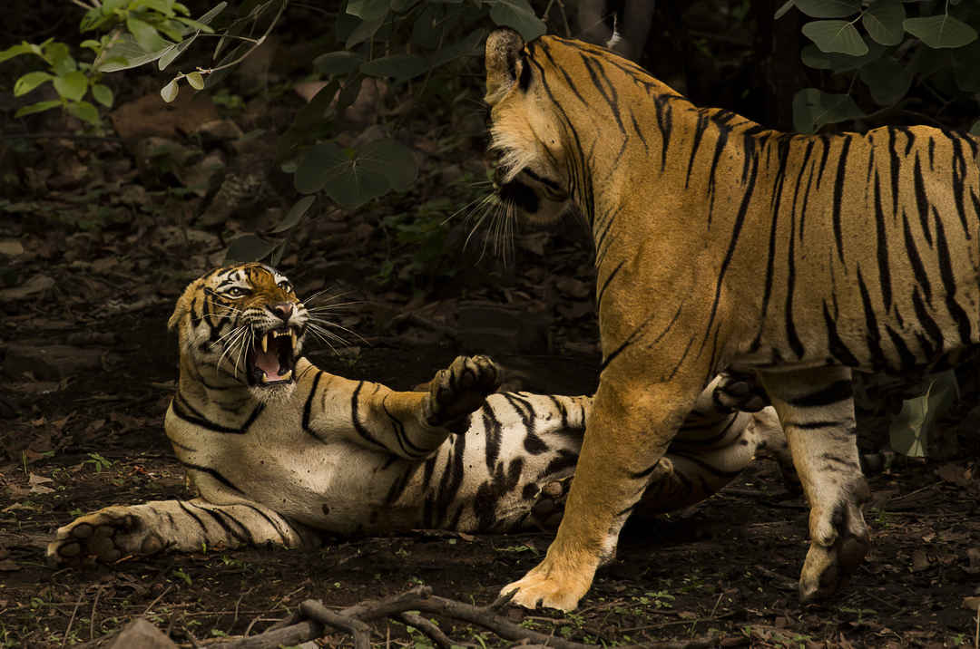 铁汉并没有柔情：老虎领地意识这么强，如何进行繁殖与交配？